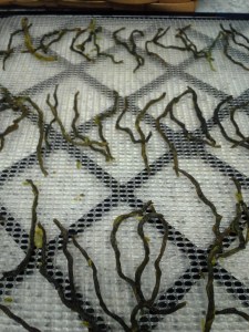 Dehydrated Green Beans 3